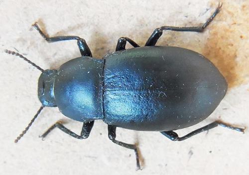 Coelometopus clypeatus