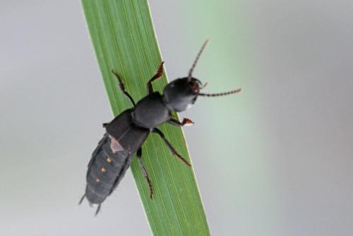 Réf. 110 149 : Ocypus aethiops