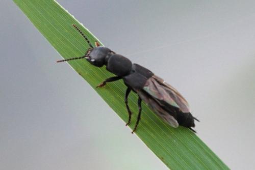 Réf. 110 148 : Ocypus aethiops