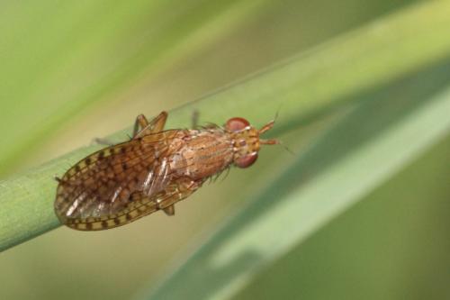 Pherbina sp.
