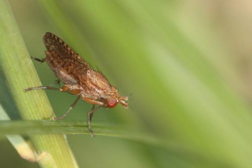 Pherbina sp.