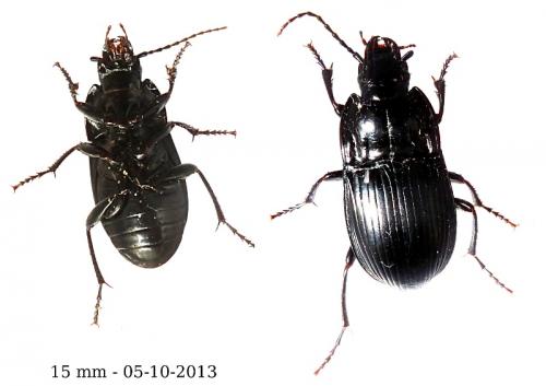 Abax ovalis