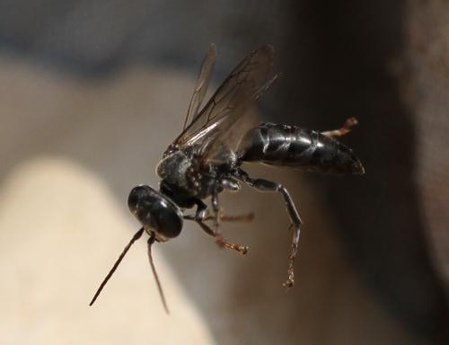 Réf. 110 056 : Tachysphex sp.