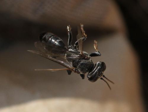 Réf. 110 057 : Tachysphex sp.