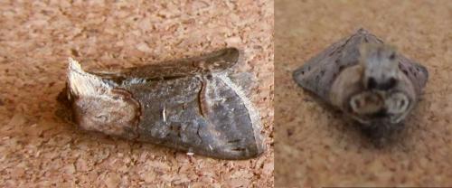 Abrostola sp.