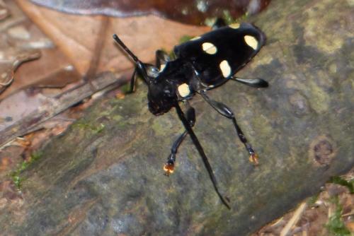 Réf. 110 896 : Acanthoderes septemmaculata