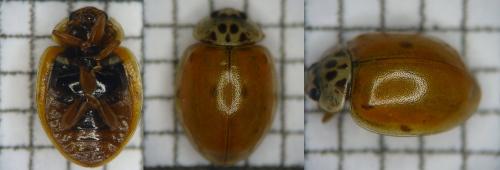 Adalia decempunctata