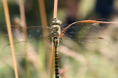 Aeshna affinis