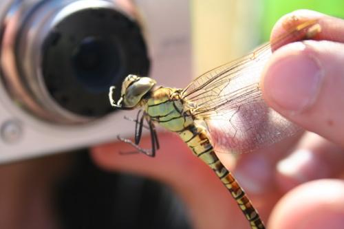 Réf. 110 764 : Aeshna affinis