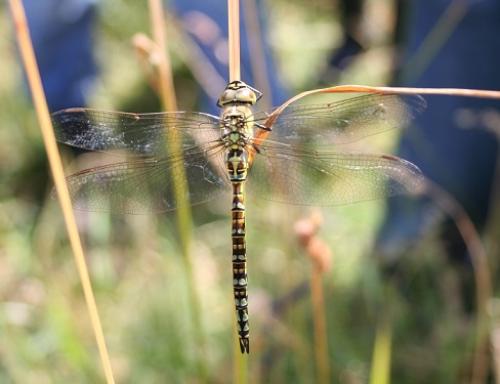 Aeshna affinis