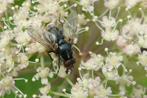 Réf. 110 763 : Morellia sp.