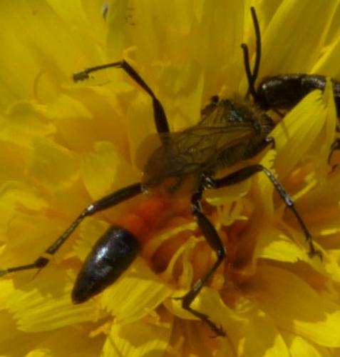 Réf. 110 921 : Ammophila terminata mocsaryi