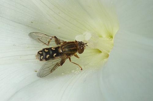 Anasimyia transfuga