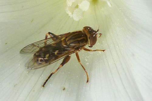 Anasimyia transfuga