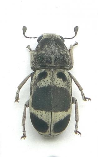 Réf. 110 729 : Brachylaenus semophora