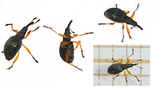 Protapion fulvipes