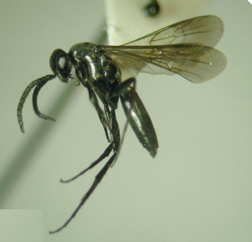 Aporus bicolor