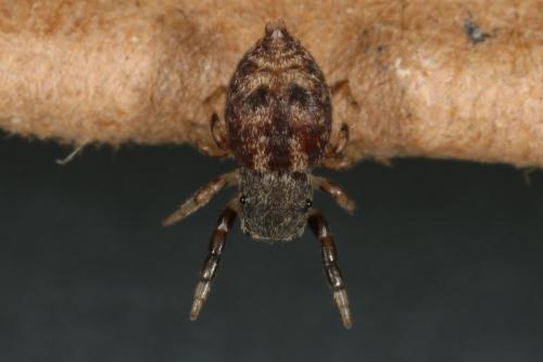 Ballus chalybeius