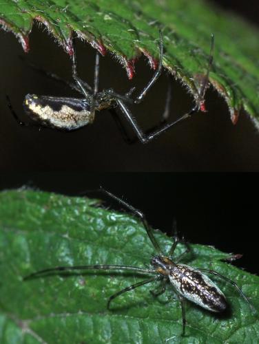 Tetragnatha sp.
