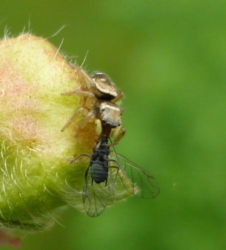 Heliophanus tribulosus