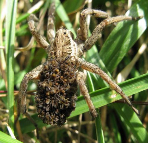 Hogna radiata