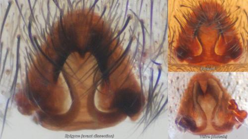 Réf. 110 313 : Trochosa hispanica