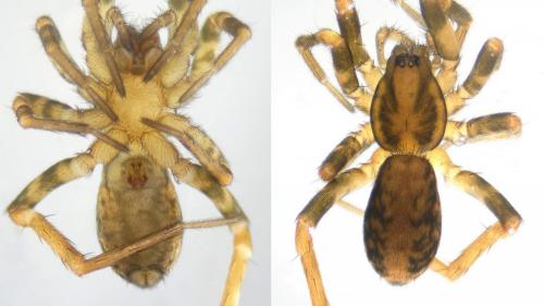 Réf. 110 663 : Agroeca cuprea