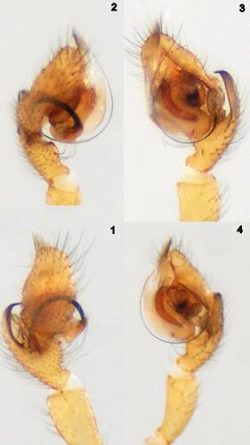 Gnathonarium dentatum