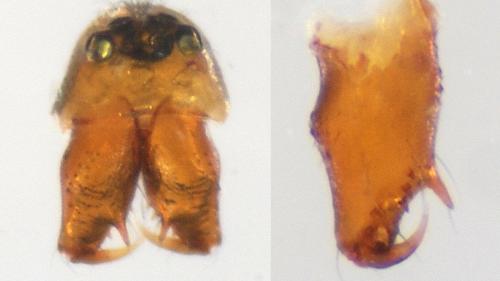 Gnathonarium dentatum