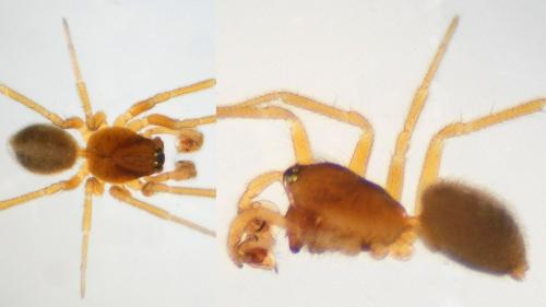 Gnathonarium dentatum