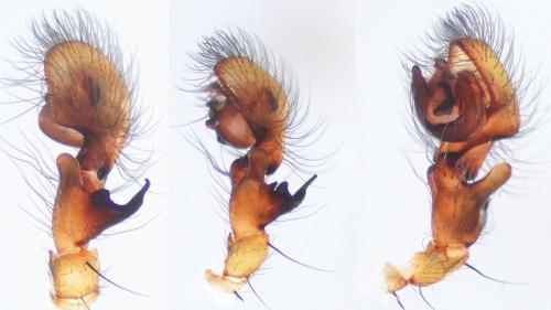 Amaurobius similis