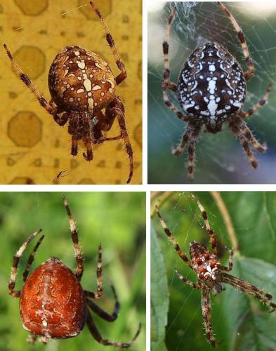 Araneus diadematus
