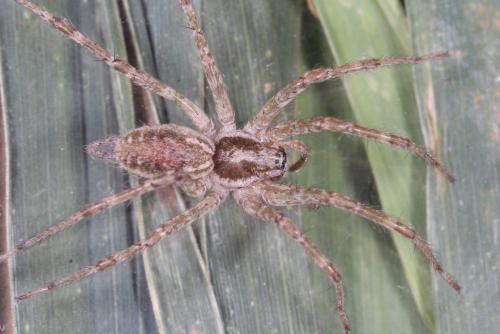 Allagelena gracilens