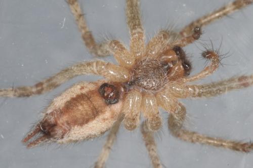 Allagelena gracilens