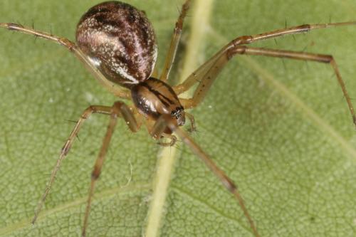 Réf. 110 441 : Linyphia triangularis