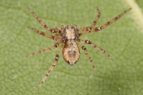 Réf. 110 915 : Philodromus sp.