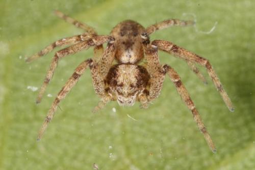 Réf. 110 914 : Philodromus sp.