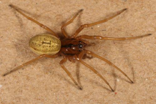 Réf. 110 904 : Pachygnatha clercki