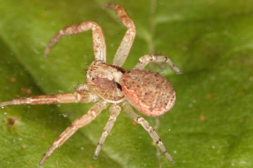 Réf. 110 354 : Xysticus lanio