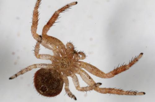 Réf. 110 355 : Xysticus lanio