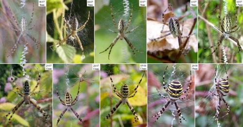 Argiope bruennichi