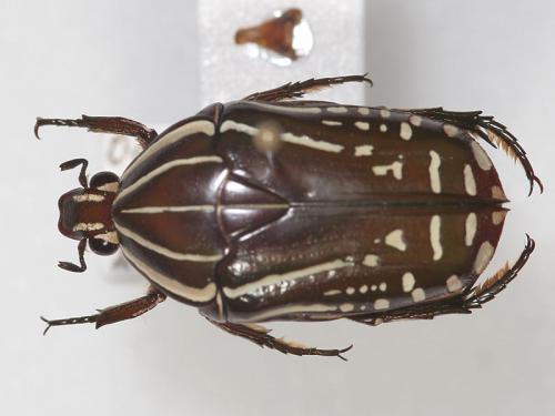 Réf. 110 266 : Rhabdotis sobrina
