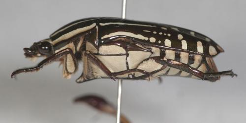 Réf. 110 267 : Rhabdotis sobrina
