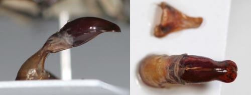 Réf. 110 269 : Rhabdotis sobrina