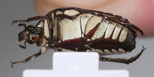Réf. 110 268 : Rhabdotis sobrina