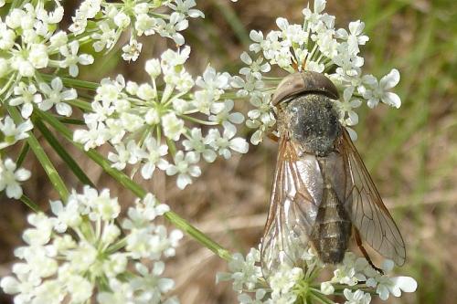 Réf. 110 853 : Atylotus sp.