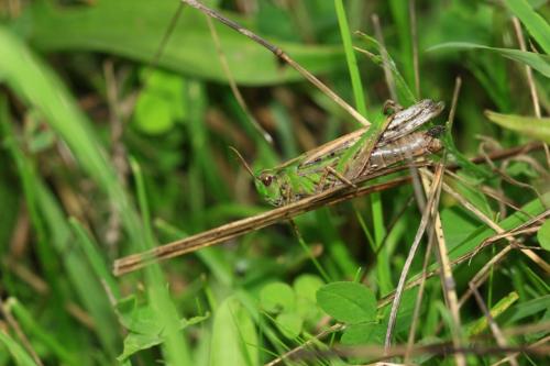 Réf. 110 999 : Aiolopus thalassinus thalassinus
