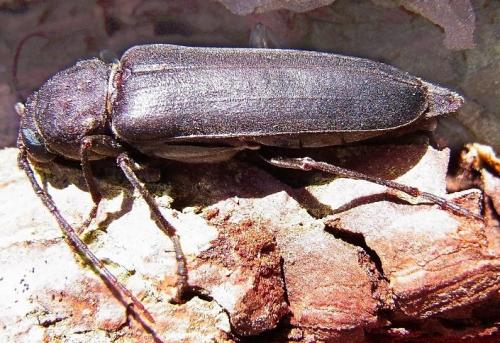 Arhopalus ferus