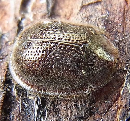 Thymalus limbatus