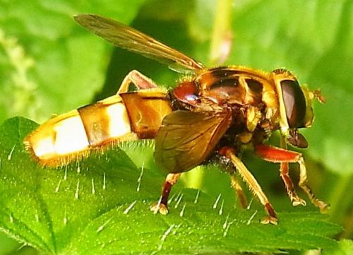 Réf. 110 064 : Milesia crabroniformis